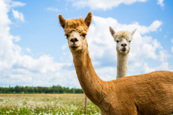 A Proxy Vs. A VPN: Differences and Use Cases